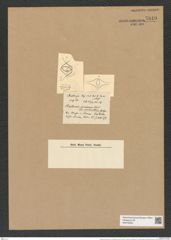 Chaetoceros incurvus var. umbonatus Castr. (de-Toni-Nr.: Genus 149, Species 4107) Zeichnungen Sammlung Grunow Nr. 7649 (NHMW-BOT-W0376833)